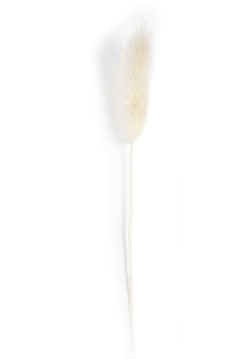 Droogbloemen Mini Decoratie Flower Lagurus Bleached 12cm 10stuks